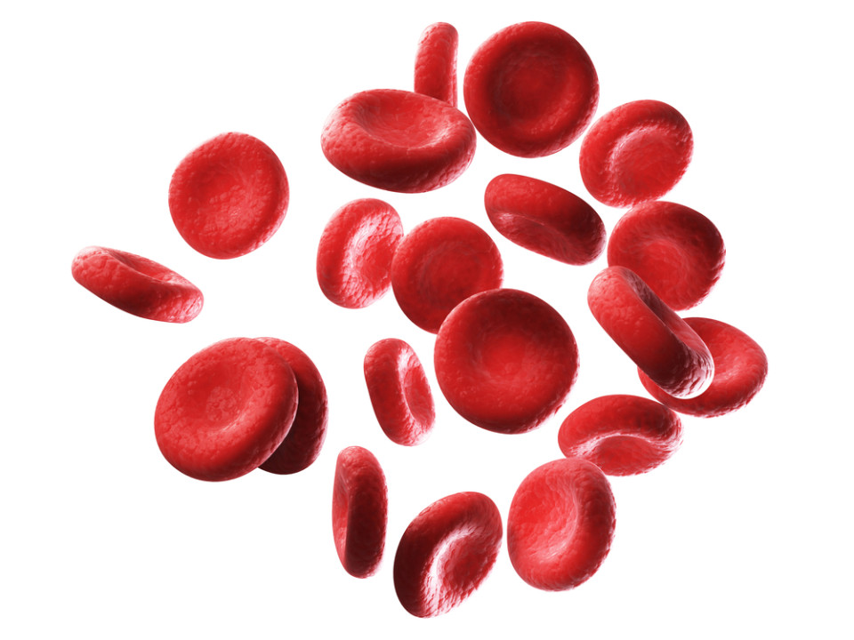 赤血球のイメージ